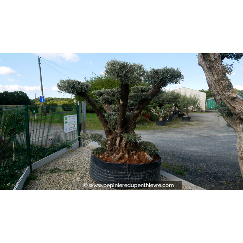 OLEA europaea - OLIVIER 'Plateaux Vieux Tronc 80/100'