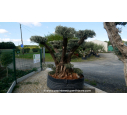 OLEA europaea - OLIVIER 'Plateaux Vieux Tronc 80/100'