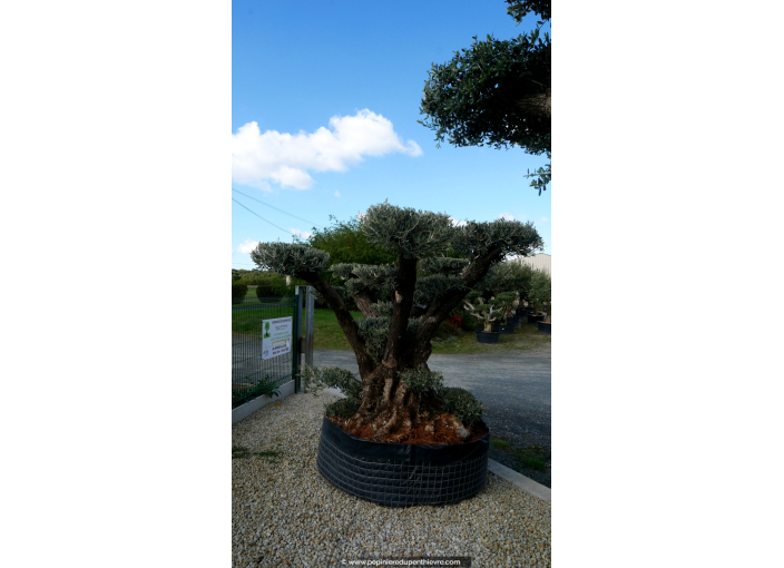OLEA europaea - OLIVIER 'Plateaux Vieux Tronc 80/100'