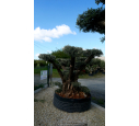OLEA europaea - OLIVIER 'Plateaux Vieux Tronc 80/100'