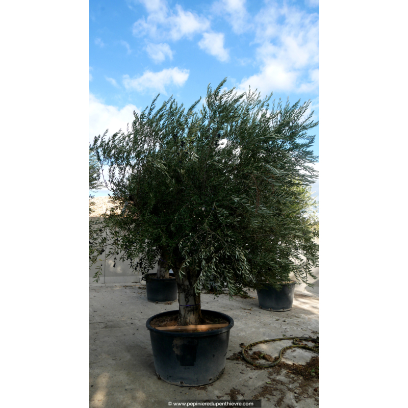 OLEA europaea - OLIVIER 'Vieux Tronc 60/80'
