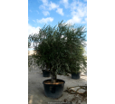 OLEA europaea - OLIVIER 'Vieux Tronc 60/80'