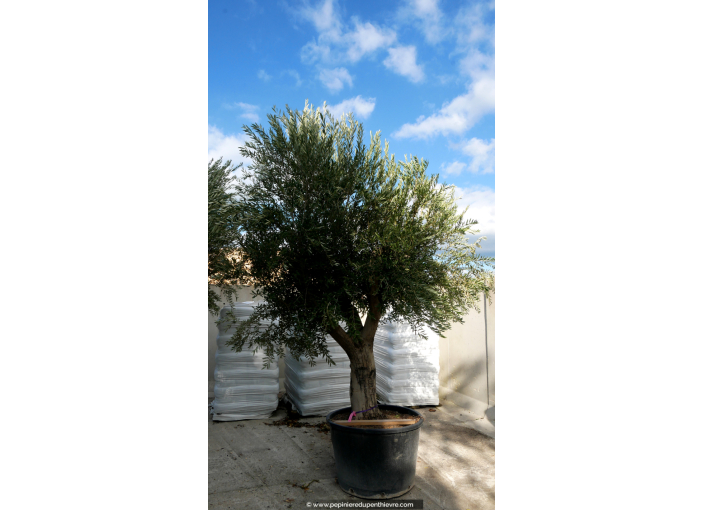 OLEA europaea - OLIVIER 'Vieux Tronc 60/80'