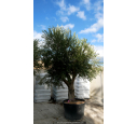 OLEA europaea - OLIVIER 'Vieux Tronc 60/80'