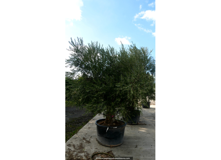 OLEA europaea - OLIVIER 'Vieux Tronc 60/80'