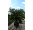 OLEA europaea - OLIVIER 'Vieux Tronc 60/80'