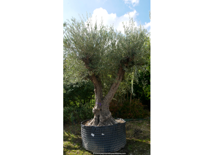 OLEA europaea - OLIVIER 'Vieux Tronc 120/140'