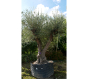 OLEA europaea - OLIVIER 'Vieux Tronc 120/140'