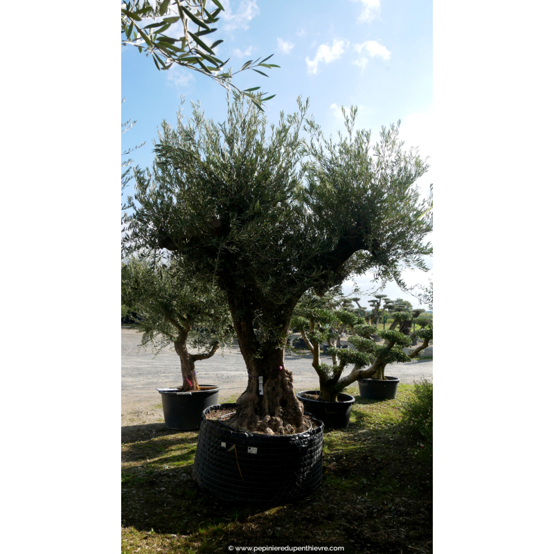 OLEA europaea - OLIVIER 'Vieux Tronc 120/140'