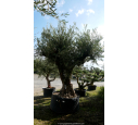 OLEA europaea - OLIVIER 'Vieux Tronc 120/140'