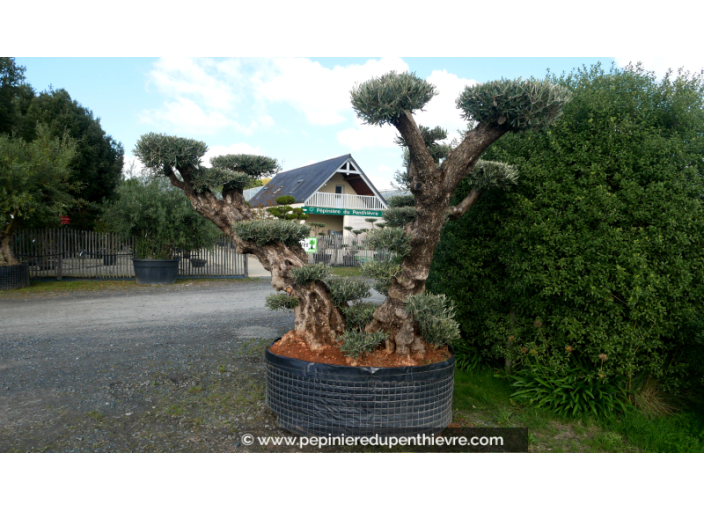 OLEA europaea - OLIVIER 'Plateaux Vieux Tronc 120/14