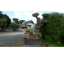 OLEA europaea - OLIVIER 'Plateaux Vieux Tronc 120/14