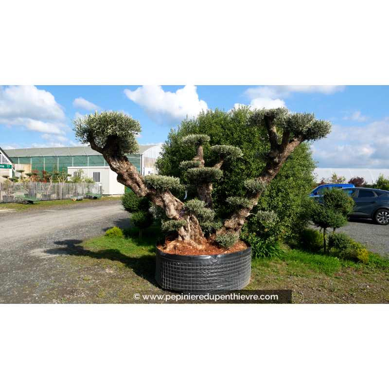 OLEA europaea - OLIVIER 'Plateaux Vieux Tronc 120/14
