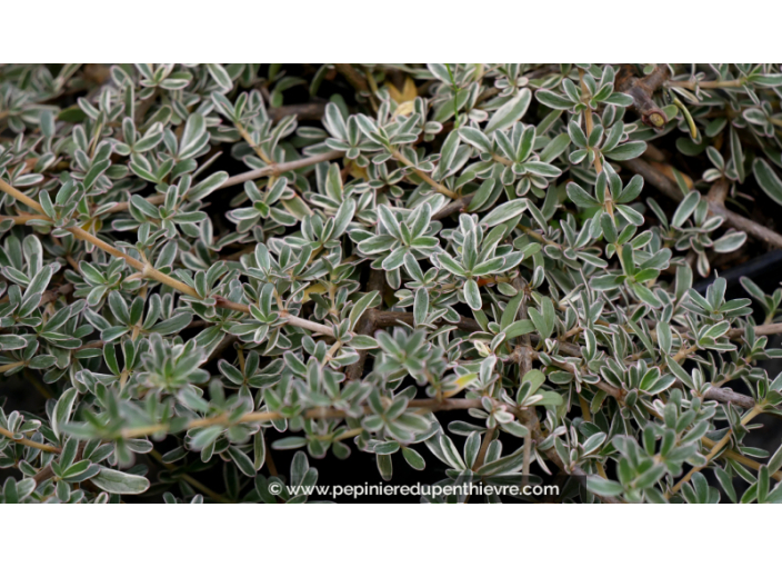 COPROSMA x kirkii 'Variegata'