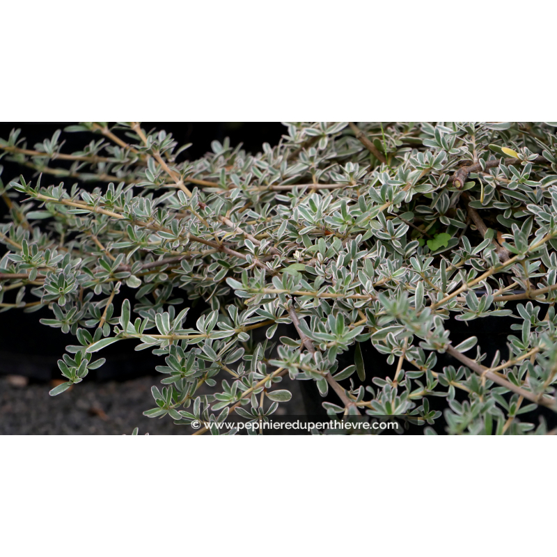 COPROSMA x kirkii 'Variegata'