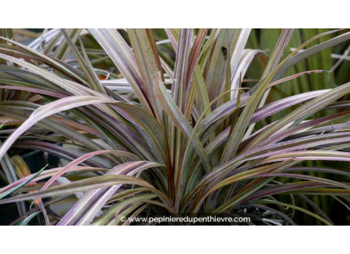 ASTELIA nervosa 'Westland'