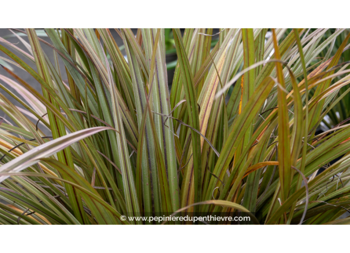 ASTELIA nervosa 'Westland'