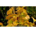 GINKGO biloba 'Mariken'