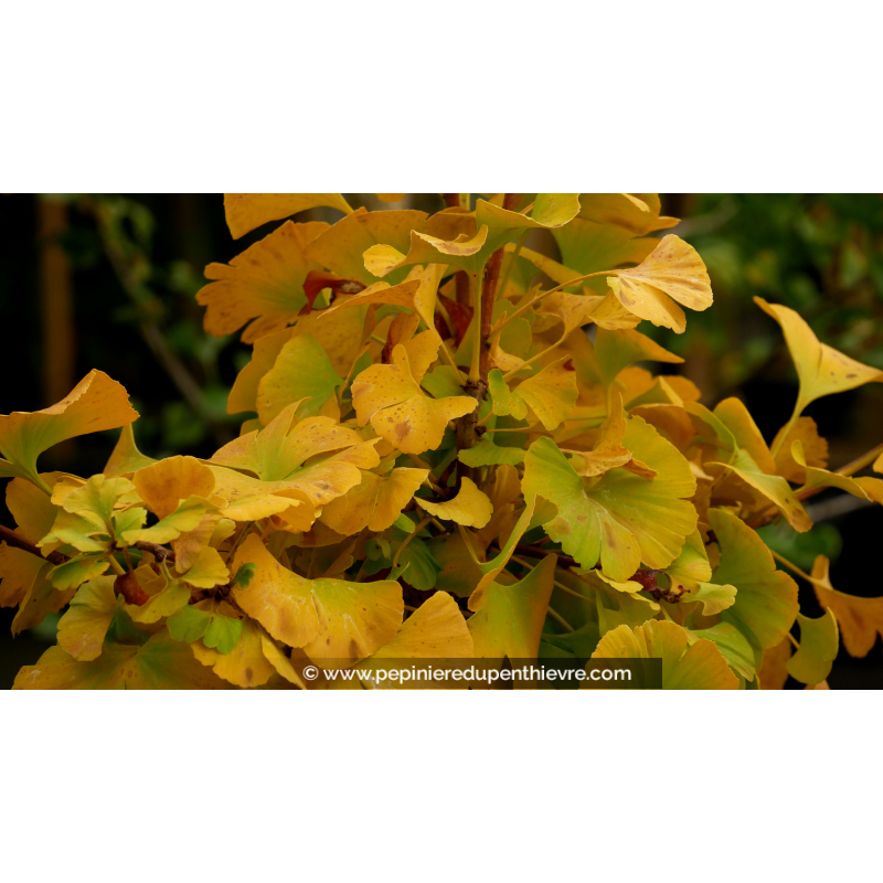 GINKGO biloba 'Mariken'