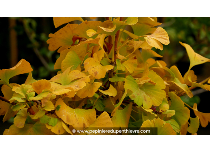 GINKGO biloba 'Mariken'