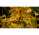 GINKGO biloba 'Mariken'
