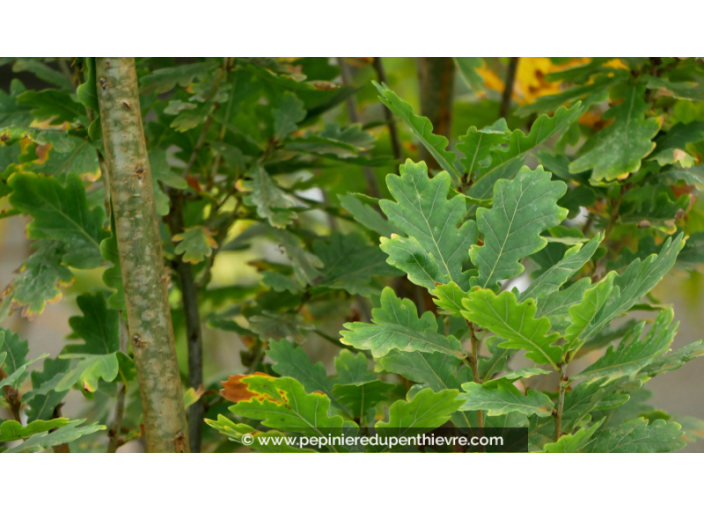 QUERCUS robur 'Fastigiata' ou chêne pédonculé - Pépinière du Penthièvre