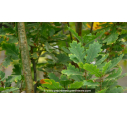 QUERCUS robur 'Fastigiata' ou chêne pédonculé - Pépinière du Penthièvre