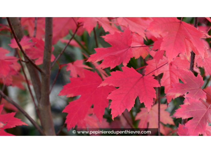 ACER x freemanii 'Autumn Blaze' ACER x freemanii 'Autumn Blaze'
