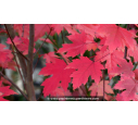 ACER x freemanii 'Autumn Blaze' ACER x freemanii 'Autumn Blaze'