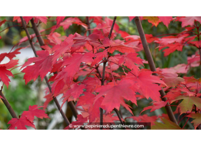 ACER x freemanii 'Autumn Blaze' ACER x freemanii 'Autumn Blaze'