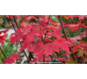 ACER x freemanii 'Autumn Blaze' ACER x freemanii 'Autumn Blaze'