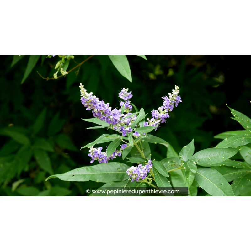 VITEX agnus-castus