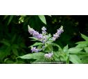 VITEX agnus-castus