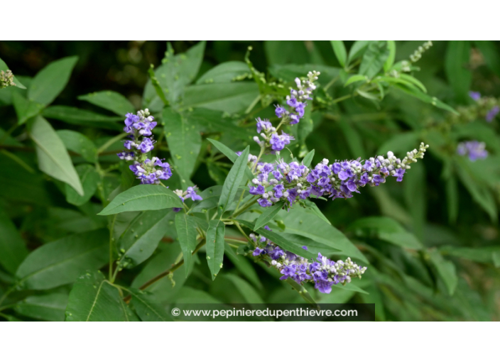 VITEX agnus-castus