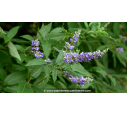 VITEX agnus-castus