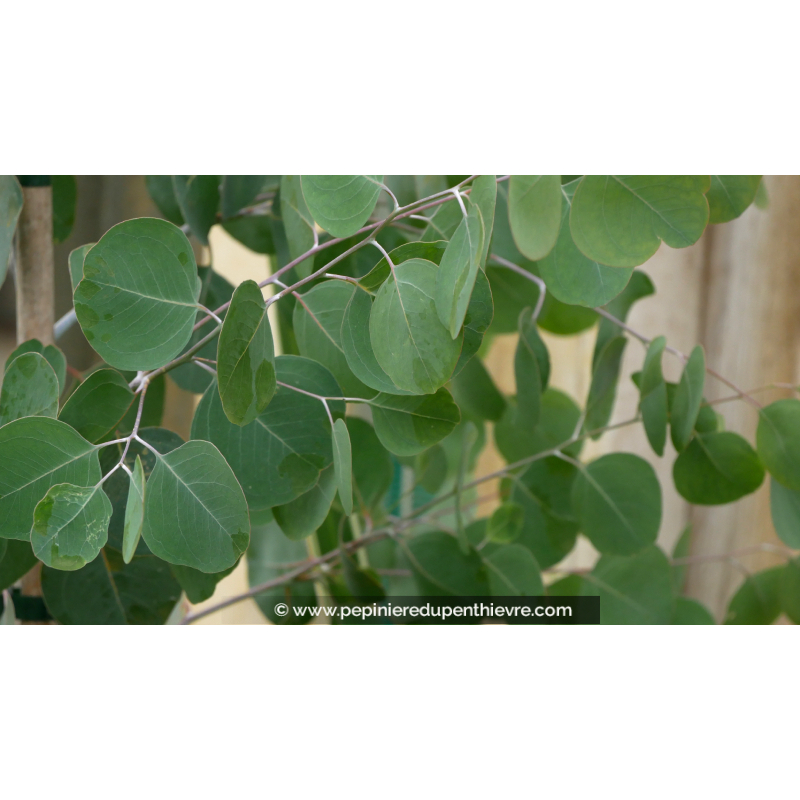 EUCALYPTUS	polyanthemos