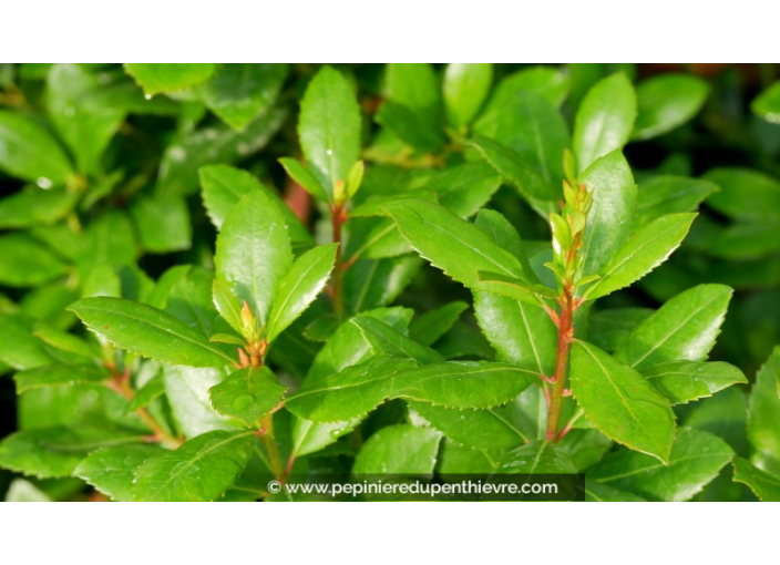 ARBUTUS unedo 'Atlantic'