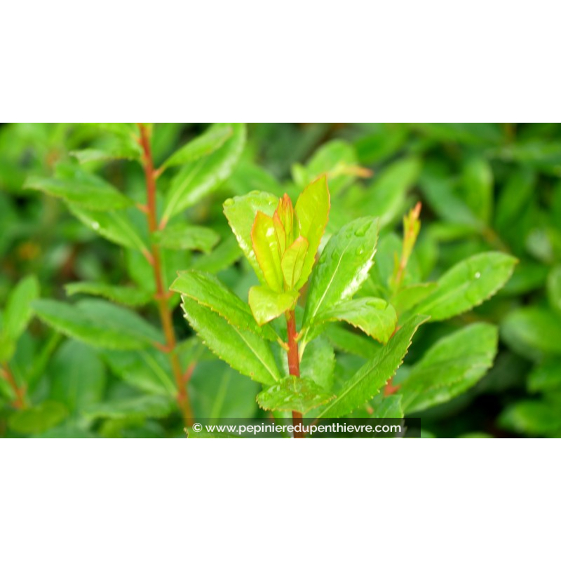 ARBUTUS unedo 'Atlantic'