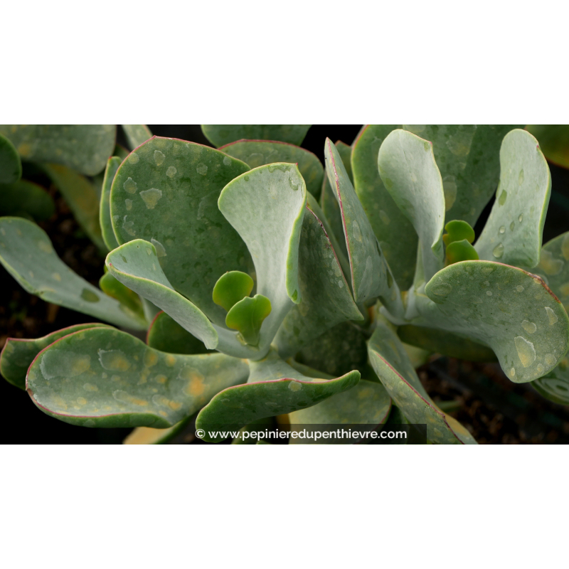 COTYLEDON orbiculata 'Gray'