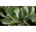 COTYLEDON orbiculata 'Gray'