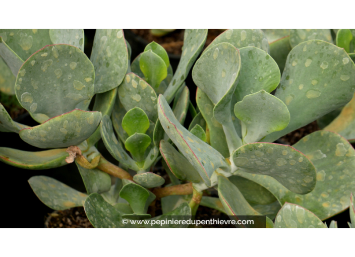 COTYLEDON orbiculata 'Gray'