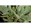 COTYLEDON orbiculata 'Gray'
