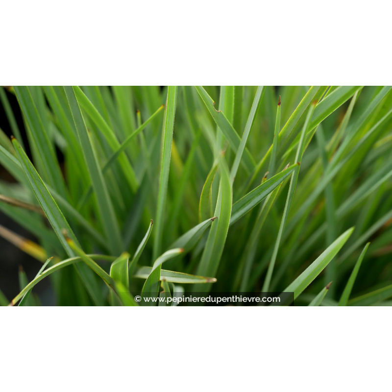 DIANELLA revoluta 'Little Rev'