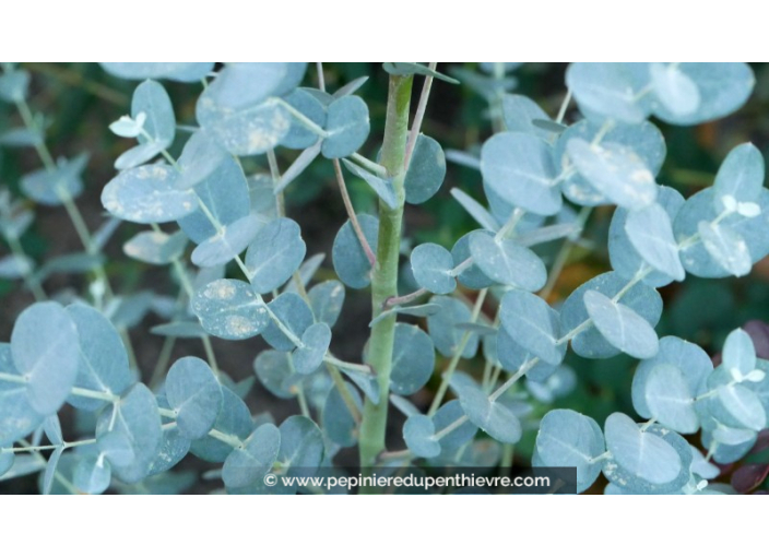 EUCALYPTUS gunnii 'Silverana'