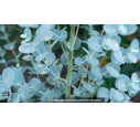 EUCALYPTUS gunnii 'Silverana'