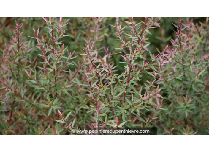 LEPTOSPERMUM scoparium 'Crimson Glory' - Automne