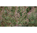 LEPTOSPERMUM scoparium 'Crimson Glory' - Automne