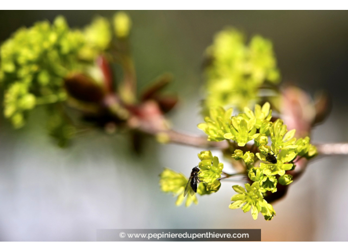 ACER platanoides ou Érable plane, de Norvège - Pépinière du Penthièvre ACER platanoides ou Érable plane, de Norvège - Pépinière du Penthièvre