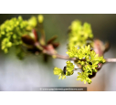 ACER platanoides ou Érable plane, de Norvège - Pépinière du Penthièvre ACER platanoides ou Érable plane, de Norvège - Pépinière du Penthièvre