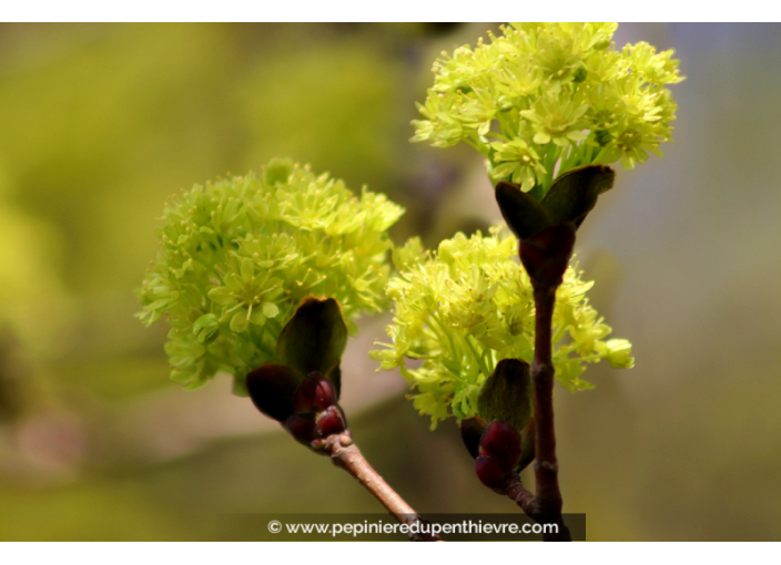 ACER platanoides ou Érable plane, de Norvège - Pépinière du Penthièvre ACER platanoides ou Érable plane, de Norvège - Pépinière du Penthièvre